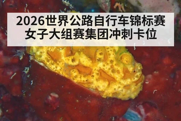 2026世界公路自行车锦标赛 女子大组赛集团冲刺卡位